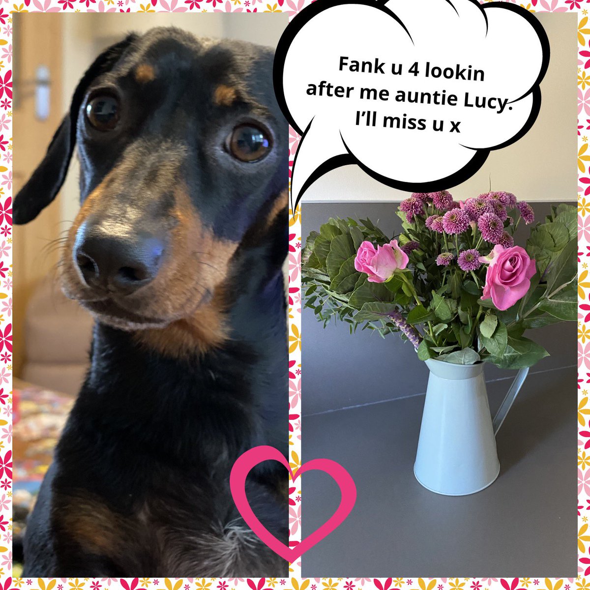 Little chip saved his pennies & got me some flowers, I ❤️ my clients. Thank you sweetie pie can’t wait to see you soon. #lovemyclients #missyou #comebacksoon #dogboarder #dachshundonly #flowers #thankyou #chip #goodday #happyclients #lookedafter #sausagearmy