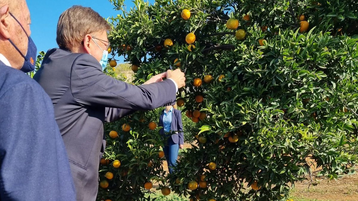 fruittoday's tweet photo. El President de la Generalitat @ximopuig y la Consellera @MireiaMolla llevan a cabo el primer corte de naranja de la temporada 
@CValencianos @GVAagroambient @SAEAS_ @ava_asaja @UnioLlauradors @PicamonFruits @ASAJAALICANTE @pv_upa @CCPVCOAG @CoopsAgroCV @Bouquet_es @zuvamesa https://t.co/NN0Ay92n2T