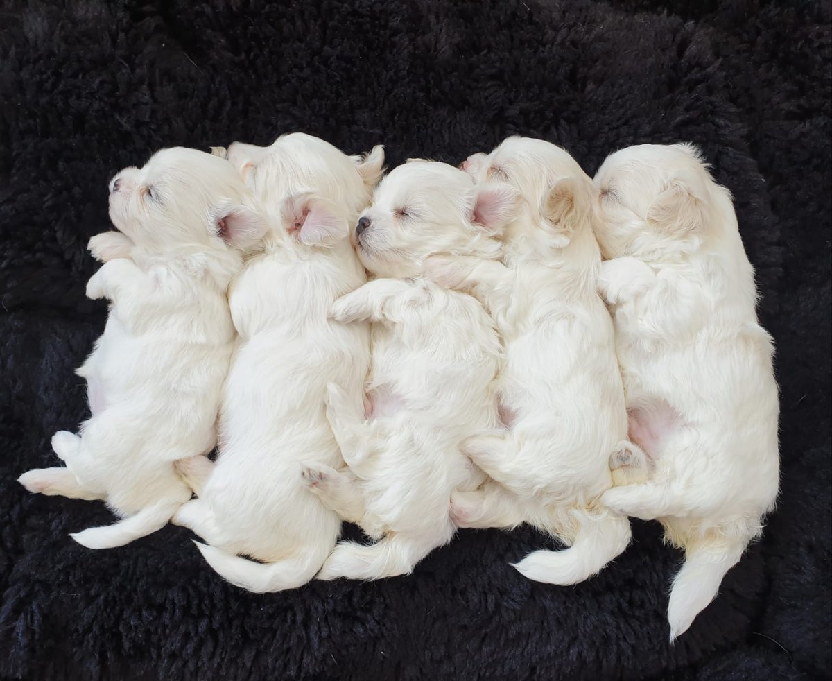 sergenern's tweet photo. Reunited with my family after 2 years of pandemic and I was greeted with a fresh batch of puppies. This must be #purehappiness https://t.co/sY6cKL9qdi