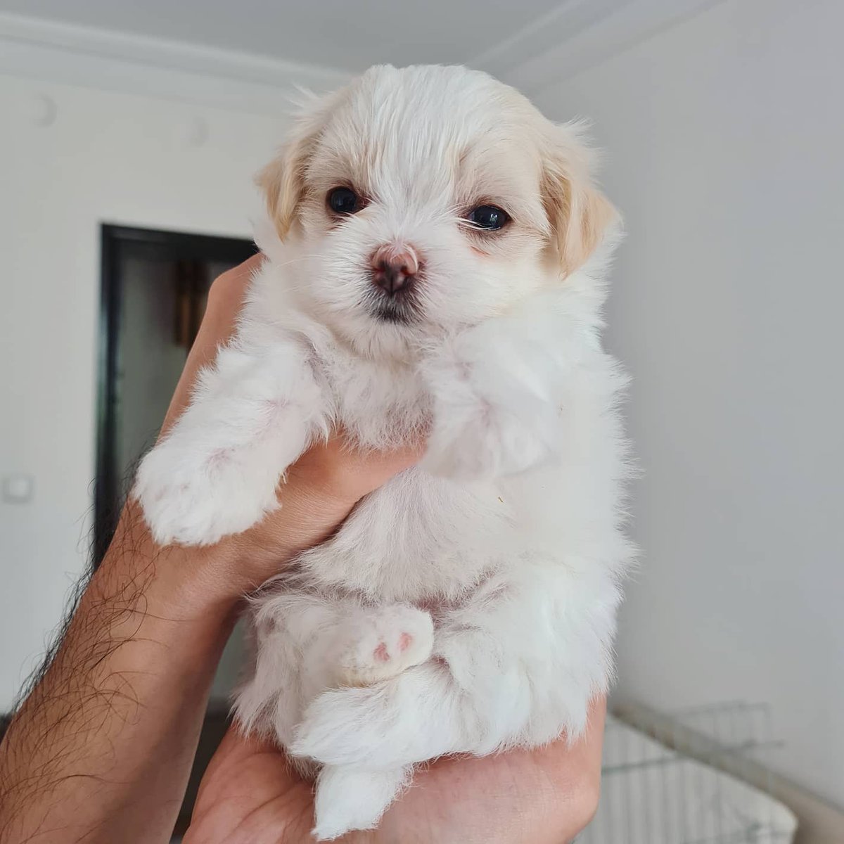 Reunited with my family after 2 years of pandemic and I was greeted with a fresh batch of puppies. This must be #purehappiness