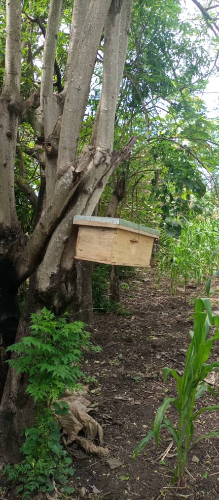 min_waterUg's tweet photo. #MWEworks: The alternative livelihoods component aims at diversifying the incomes of the Fisher communities while regulating the fishing activity on the lake.
@StateHouseUg @HonSekindi @okidi64 @OPMUganda @Ogwete_S @AfDB_Group @MosesWatasa @GovUganda @NelsapCu
#LEAFII Project https://t.co/jwO2LsNxSC