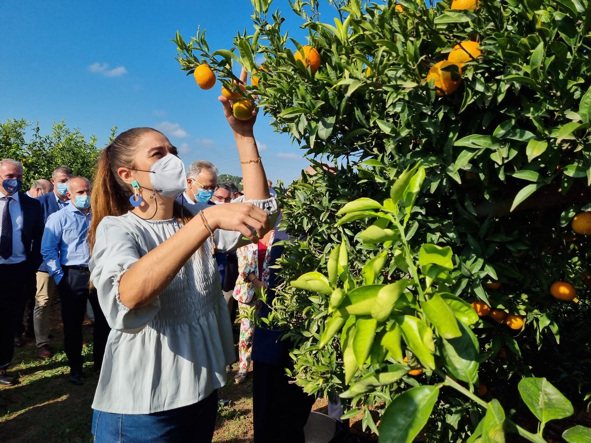 fruittoday's tweet photo. El President de la Generalitat @ximopuig y la Consellera @MireiaMolla llevan a cabo el primer corte de naranja de la temporada 
@CValencianos @GVAagroambient @SAEAS_ @ava_asaja @UnioLlauradors @PicamonFruits @ASAJAALICANTE @pv_upa @CCPVCOAG @CoopsAgroCV @Bouquet_es @zuvamesa https://t.co/NN0Ay92n2T