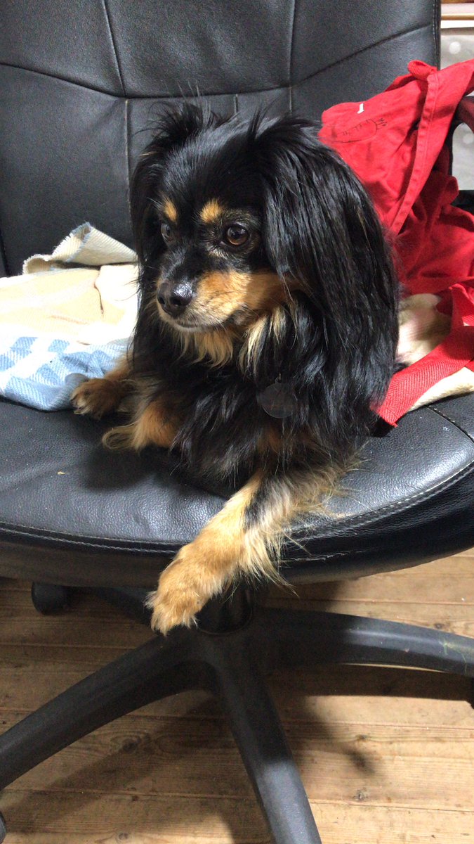 Teddy busy in the art shed today ❤️back on Countryfile this Sunday 17th!