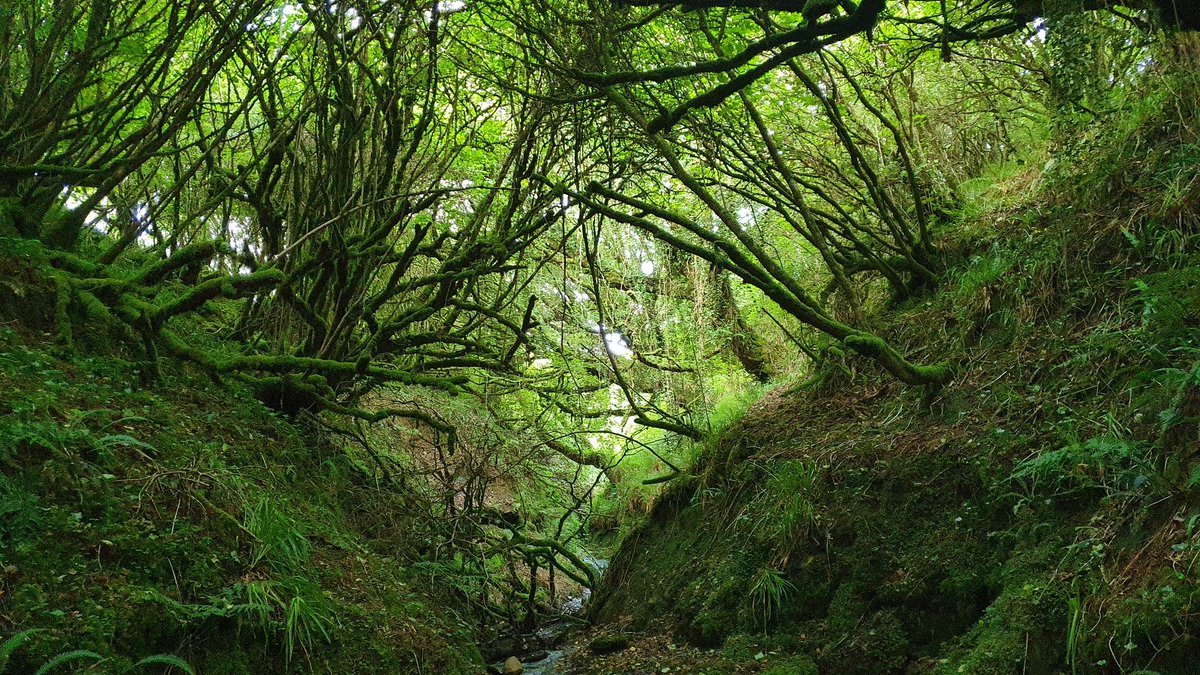 What's holding back native woodland creation in Ireland? 

A short thread