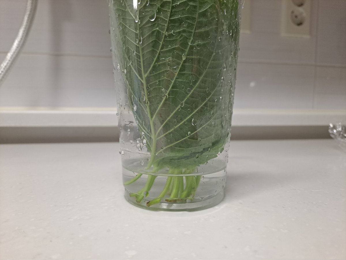 트위터에서 배운 건데 효과 짱이다. 엄청 오래 됐는데 아직도 싱싱 +_+ 깻잎 줄기 부분만 물에 잠기게 랩 덮어서 냉장 보관! 나는 입구 부분에 키친타올 한장도 같이 넣어줬음 ㅎㅎ