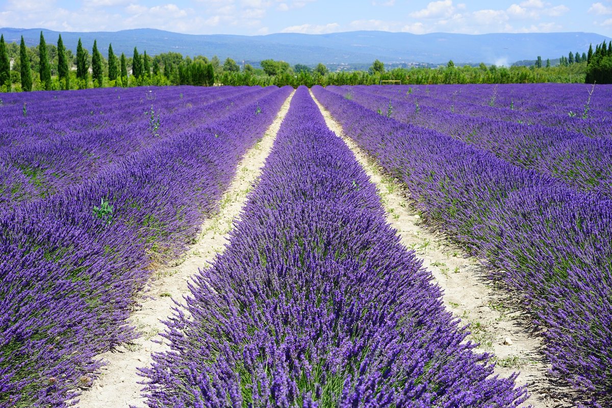 samrujlok's tweet photo. #เมืองแห่งลาเวนเดอร์ พรอว็องส์ (Provence) เป็นบริเวณที่ประกอบไปด้วยจังหวัดวาร์,โวกลูซ และบุช-ดูว์-โรน รวมทั้งบางส่วนของอาลป์-เดอ-โอต-พรอว็องส์ และอาลป์-มารีตีม ซึ่งอยู่ทางตะวันออกเฉียงใต้ของประเทศฝรั่งเศส ปัจจุบันเป็นแหล��งปลูกลาเวนเดอร์และไวน์องุ่นที่มีชื่อเสียง https://t.co/039PXPudvn