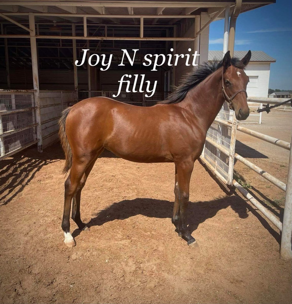 westwinfarms's tweet photo. A Code West weanlings out of Joy N Spirit! @4tbracing @RemingtonPark #Codewest #WestWinFarms https://t.co/7pgBi03dVC