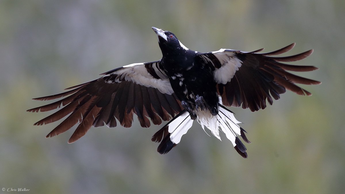 WildRedlands's tweet photo. Australian magpie with flaps down, about to land - one of 50 Australian magpies currently residing in Henry Ziegenfusz Park, Cleveland (Queensland).
#flapsdown #birdinflight #birdphotography #Queensland https://t.co/akPjDT4cH2