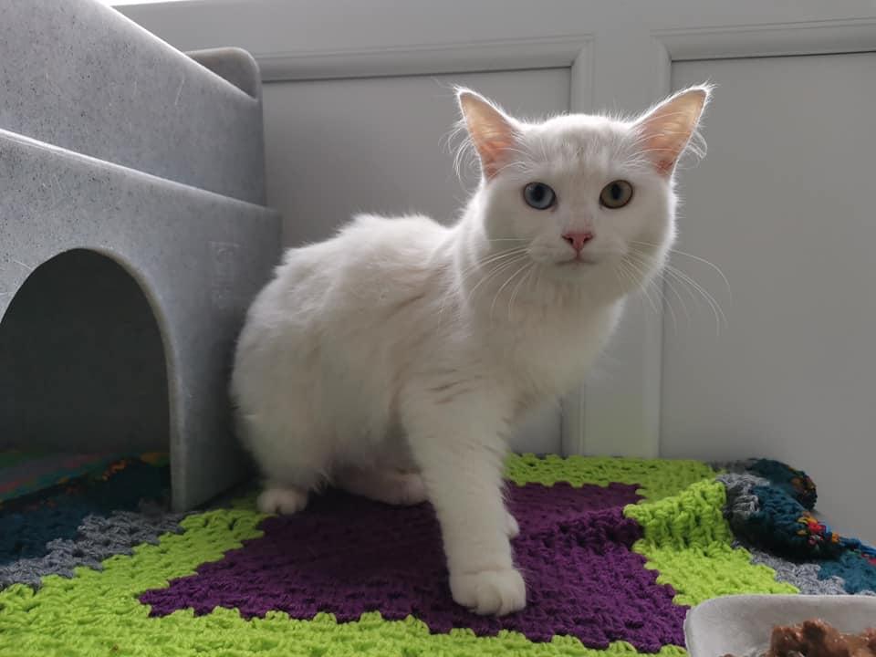Yorkscatrescue's tweet image. Did you know we have a blog? Our Cat Tails blog is full of lovely cat stories. Just recently we have added a new blog story to tell you about the cats we took in from a multi cat household. To find out more follow the link below! 😻

yorkshirecatrescue.org/blog/multicat

#blog #catsuk #cats