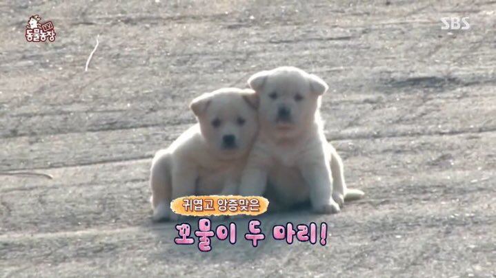 kkang__121's tweet photo. 귀엽고 앙증맞은 꼬물이덜,,,💘 https://t.co/mfIN2MVfFl