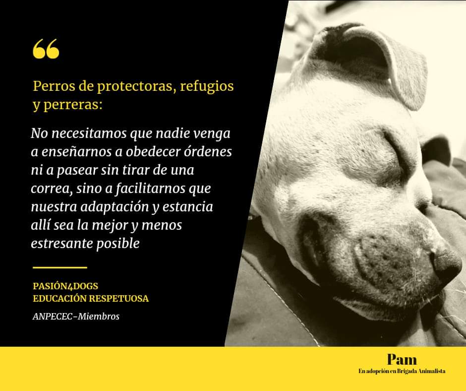 BardinosS's tweet photo. Tal cual...
#educacion #educacionRespectuosa #adopta #respecta #LosPerrosDelSol #live #love #rescue @BardinosS #adotta
#Fuerteventura #NoAlMaltratoAnimal https://t.co/0cxM7PLyOK