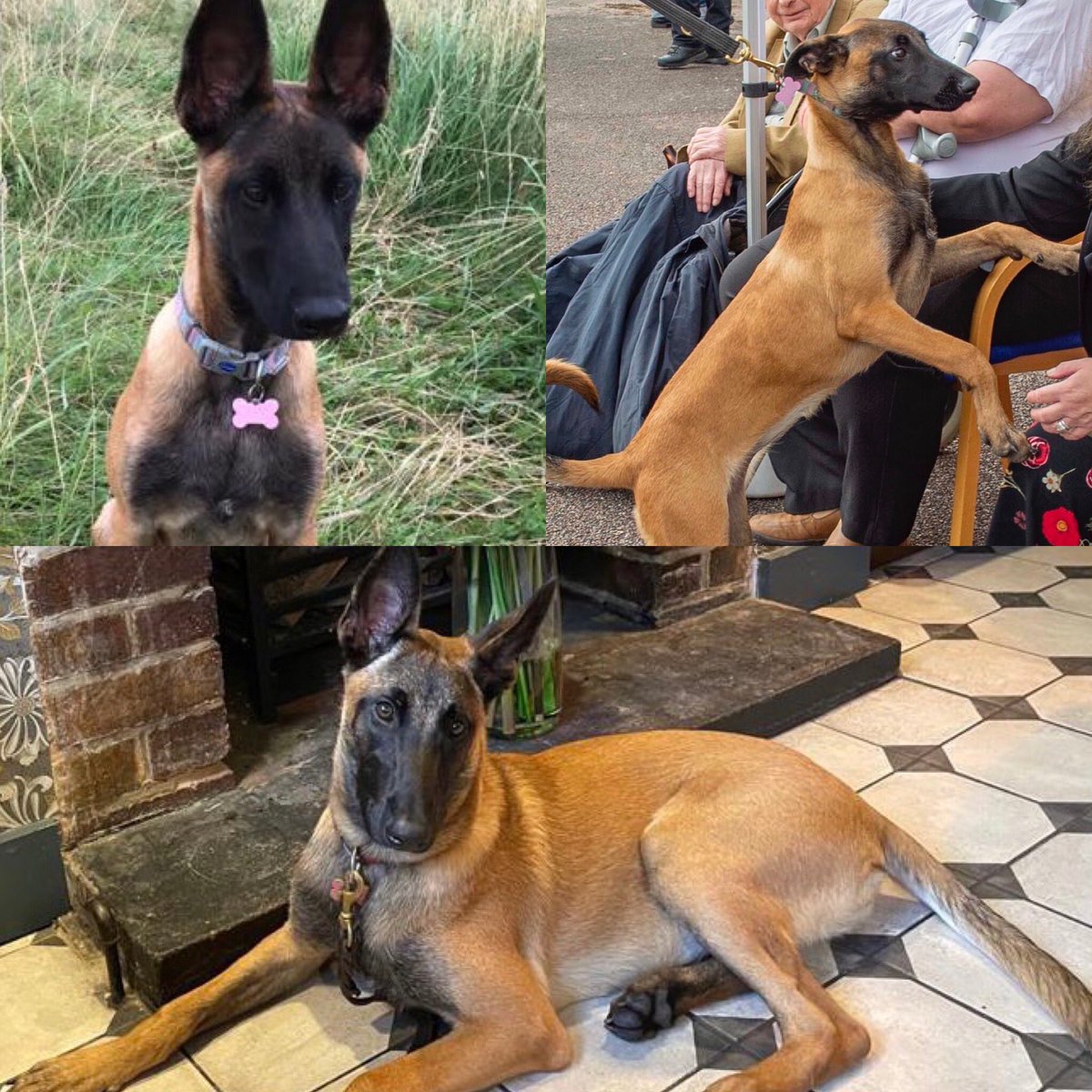 MODPolice's tweet photo. We’ve been following the progress of our police puppies, and can’t believe how much they’ve grown…!
Here’s Cerys when we first met her back in July, then at the #MDP50 Pass Out Parade, and an up-to-date pic of her chilling out over the weekend.👍
#MDP_PoliceDogs #PuppyPower https://t.co/i6O06EMbDg