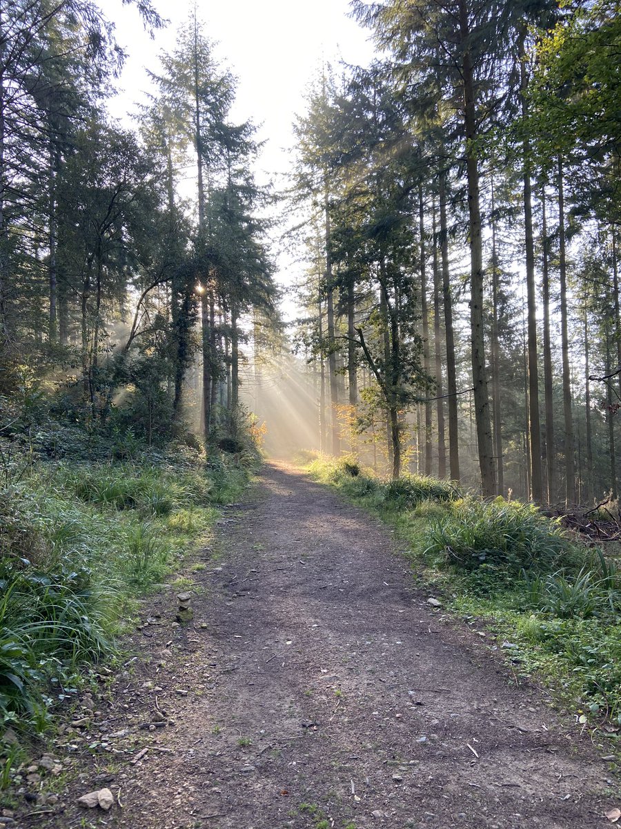 DevonWilds's tweet image. The beautiful Japanese word Komorebi roughly translates as “sunlight filtered through the trees”. 

It is a beauty that graciously delivers a feeling of calm 🍂

📍Ivybridge, Longtimber woods

#nofilter #woodland #devonlife #southdevon #trailrunning #runningmotivation