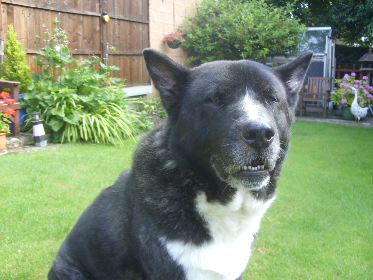 This fabulous boy is looking for his new adoptive home due to a change of circumstances. If Percy has caught your eye get in touch!

Full details of his requirements for his new home are here friendsofakitas.co.uk/adoption.php?a…