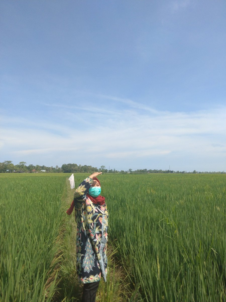 NSuhernan's tweet photo. Ngebolang k sawah😊😊 https://t.co/rwxNRDj6zX