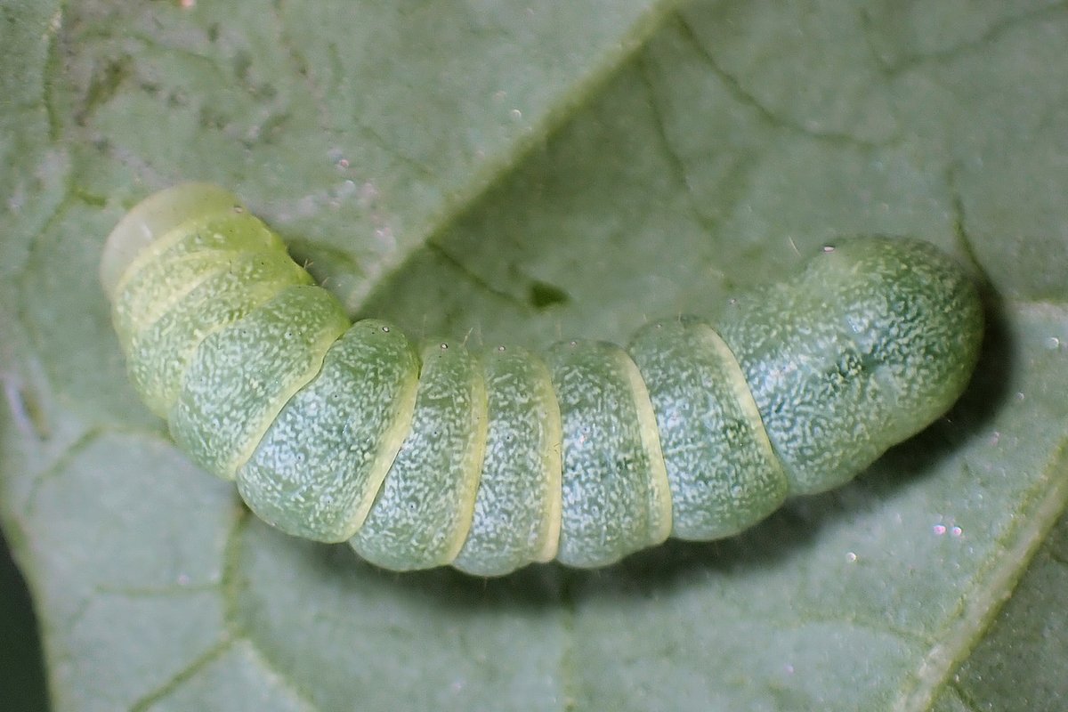 ぁぃの飼育ブログ Persona アサガオの葉を食べた犯人を発見 こぼれ種から発芽していたマルバアサガオ の新しい葉を 次から次と食べていた犯人をついに発見 体長1cmぐらいのヨトウムシでした 詳細記事 T Co Vqcjzz4ye1 ヨトウムシ