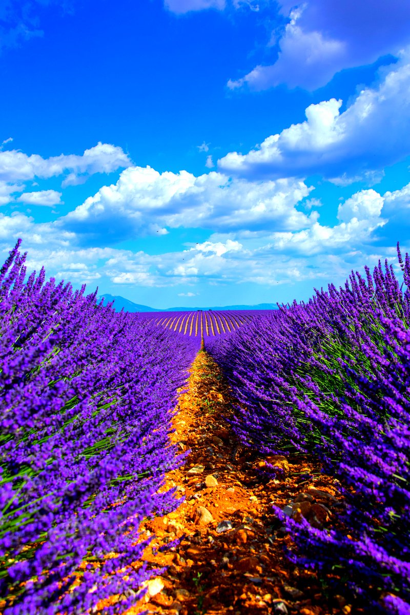 PickNTrip's tweet photo. Absolutely Gorgeous #France 😍👍

Travel With us! https://t.co/2VGYVIfU00 🌏✈

#nature #naturelover #photographylovers https://t.co/X3lXjAaAw3
