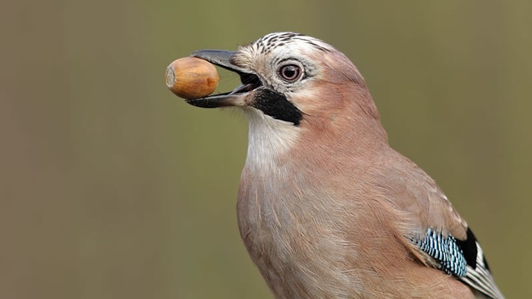guyshrubsole's tweet photo. Natural regeneration is the process by which trees self-seed - through wind-blown seed dispersal, or where animals like jays and squirrels bury nuts which then germinate. 2/n https://t.co/7eFIpf8NxG