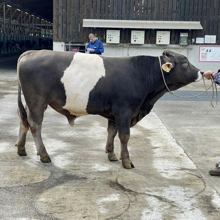 aAaWeeks's tweet photo. Laax is an Original Braunvieh Gert bull at SwissGenetics, analyzed aAa 564132 last week by Jan Schilder and Marcel Verboom
#aAaWeeks #SireTheNeed #BetterFormBetterFunction https://t.co/V0EslfE2Q4