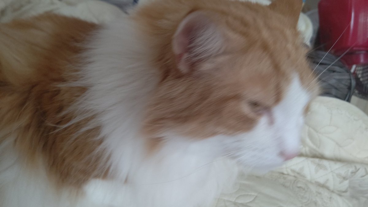 #ノルウェージャンフォレストキャット
珍しいリンクスティップのあるノルウェージャン 