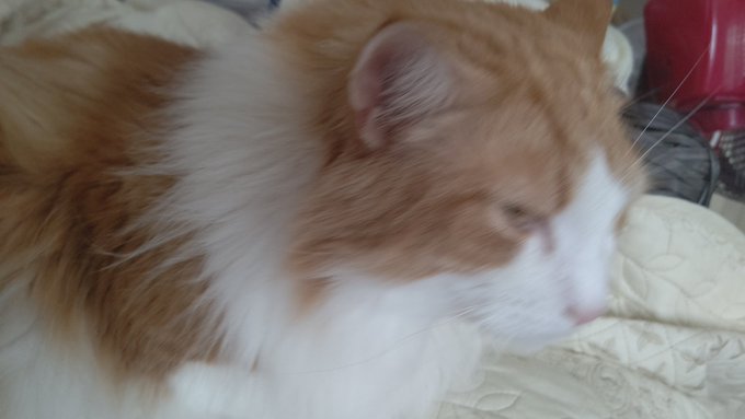 #ノルウェージャンフォレストキャット
珍しいリンクスティップのあるノルウェージャン 