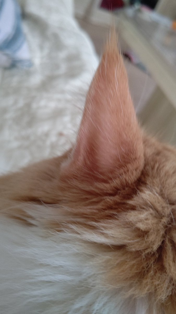 #ノルウェージャンフォレストキャット
珍しいリンクスティップのあるノルウェージャン 