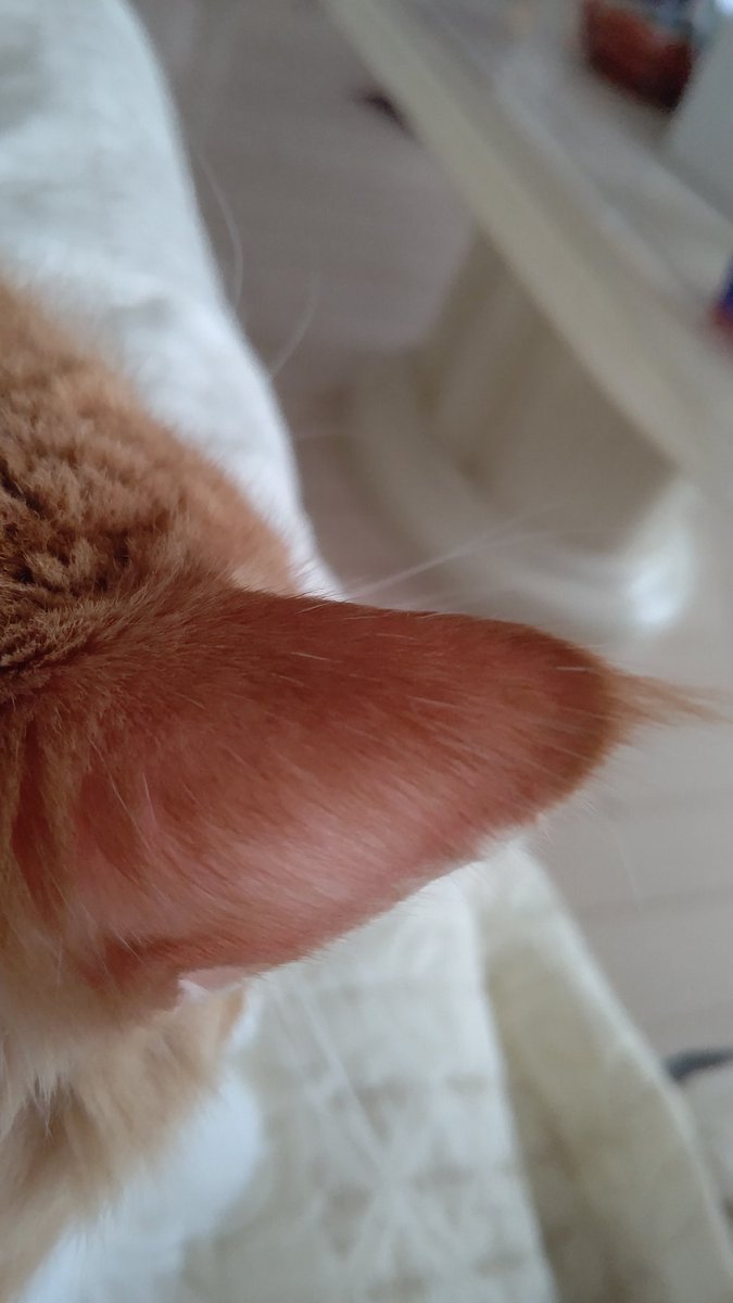 #ノルウェージャンフォレストキャット
珍しいリンクスティップのあるノルウェージャン 