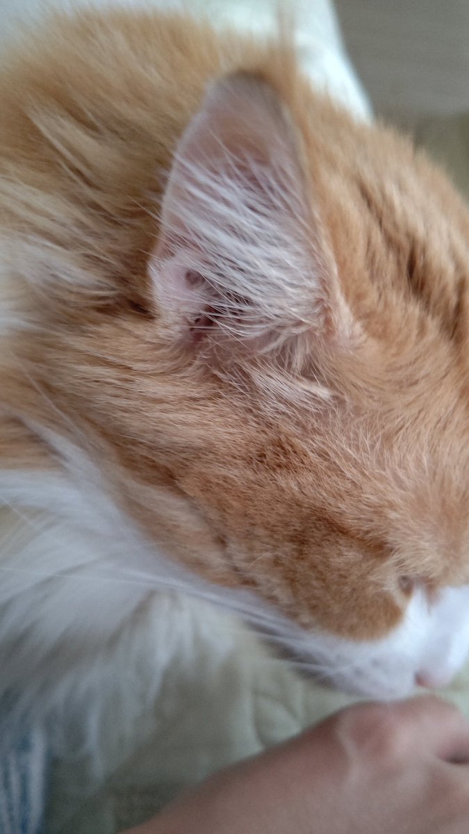 #ノルウェージャンフォレストキャット
珍しいリンクスティップのあるノルウェージャン 