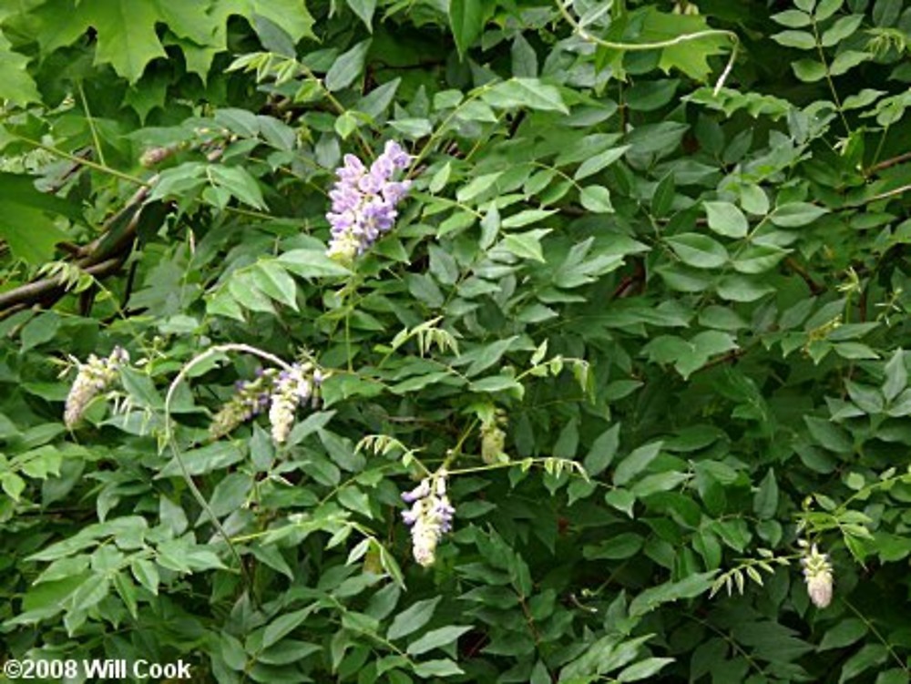NwekeChideraEm2's tweet photo. RHEUMATISM: Research has shown Floribunda Leaves to be a cure for Rheumatism. Take a glass of juice of Floribunda leaves twice daily for a month. #herbs #herbal #medicinalherba #neolife https://t.co/1czDPjg7nq