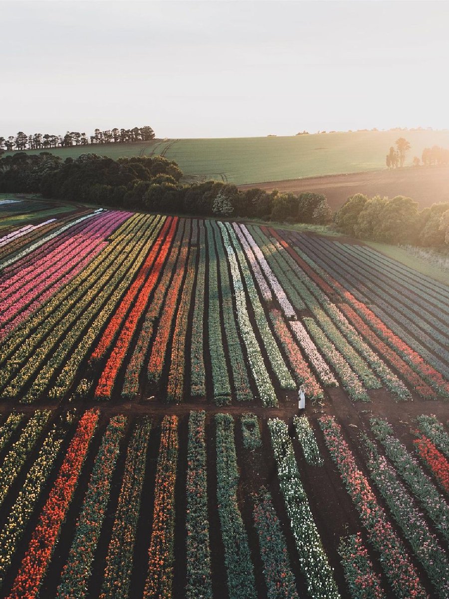 fabionodariph's tweet photo. #travel Australia: Well, aren’t you looking bloomin’ beautiful @tasmania 🌷😍 

IG/masondoherty.co snapped this colourful shot while exploring the magnificent plateau of #TableCape. 

#seeaustralia #discovertasmania #northwesttasmania #holidayherethisyear https://t.co/yGWEXpKS4n