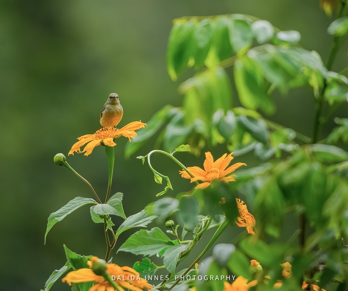 Kind of a very very small bird that you can find around the Buhoma region in Bwindi Impenetrable Forest, Uganda. it could stand on the flower. @ThePhotoHour #TwitterNatureCommunity #WildlifePhotography #NaturePhotography #Photography #BBCWildlifePOTD #birdphotography