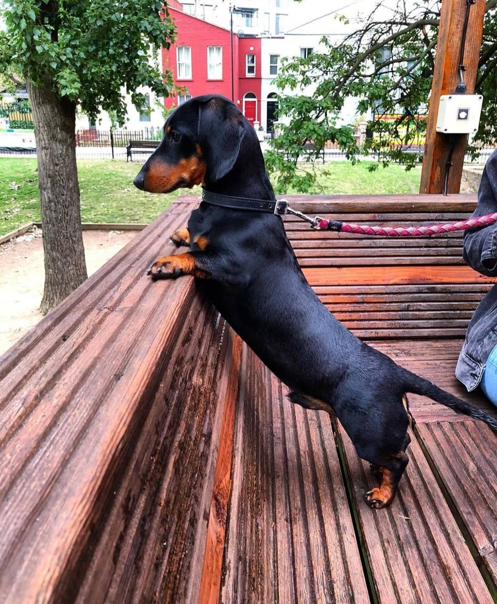 Pups on the Park 💞