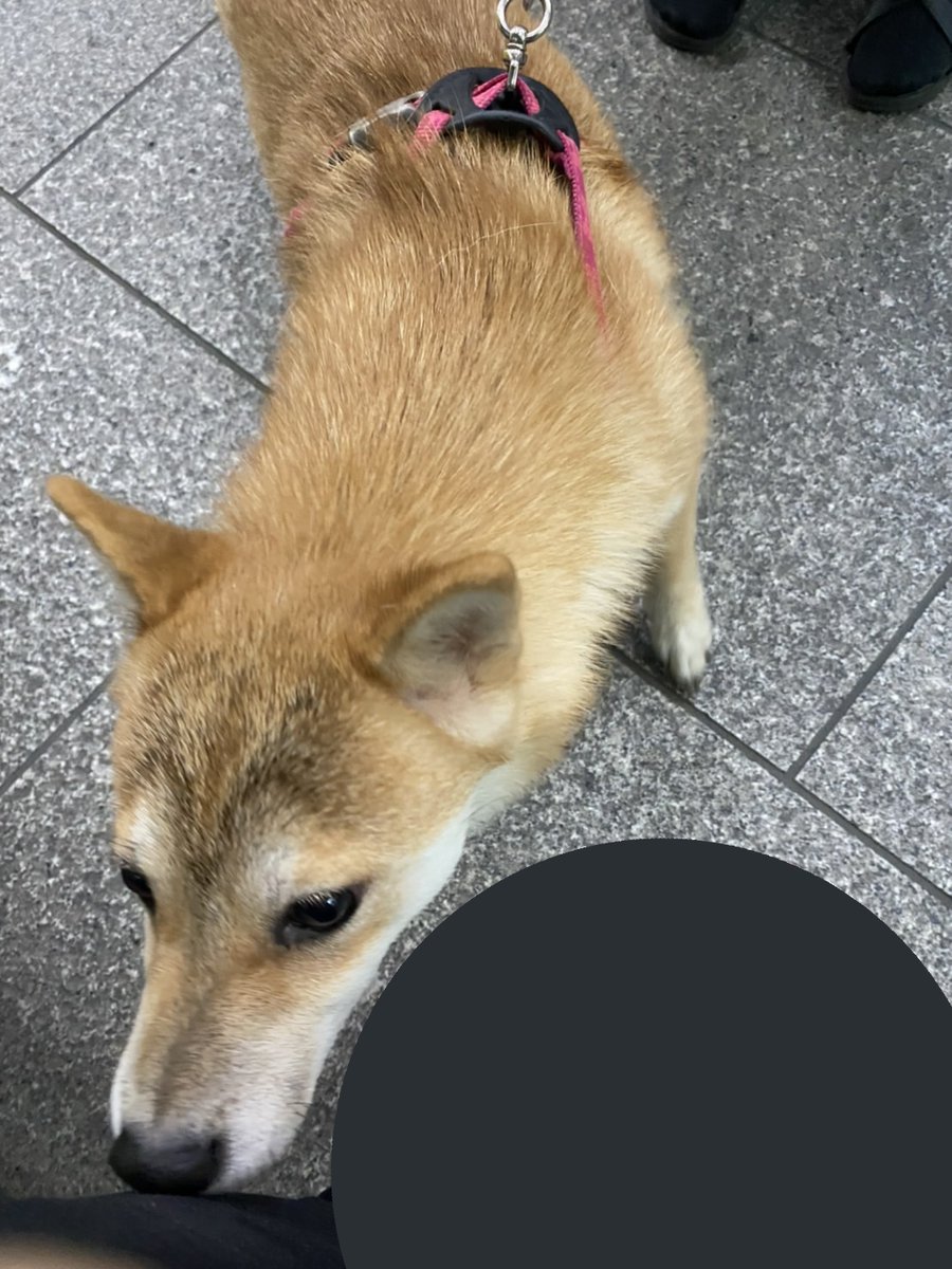 犬捜索 大阪市港区 むぎちゃ こちらは上から見たときのお写真です
