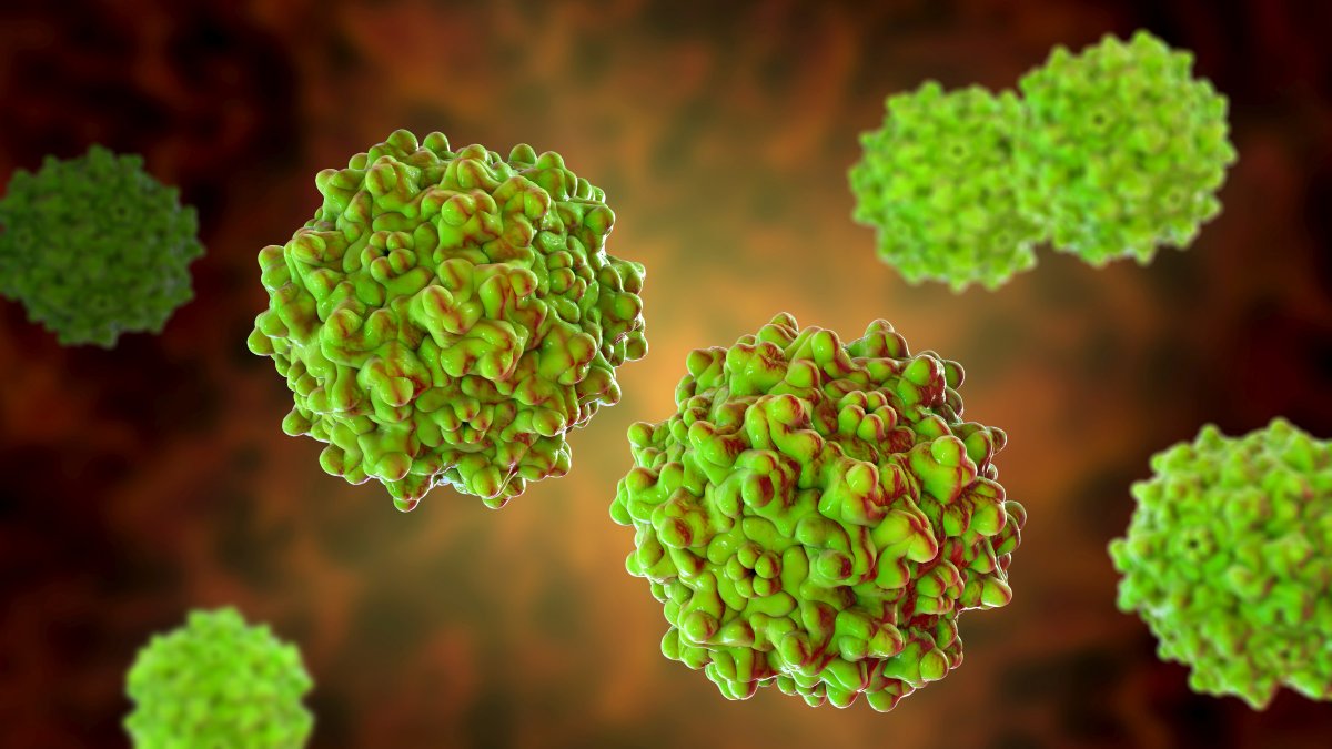 Entwicklung zukünftiger #Gentherapien im immuntherapeutischen Bereich: Wissenschaftler:innnen des Paul-Ehrlich-Instituts haben neue Genfähren für den gezielten Gentransfer in T-Lymphozythen der Maus entwickelt.

👉 ow.ly/YLNQ50GqMM6