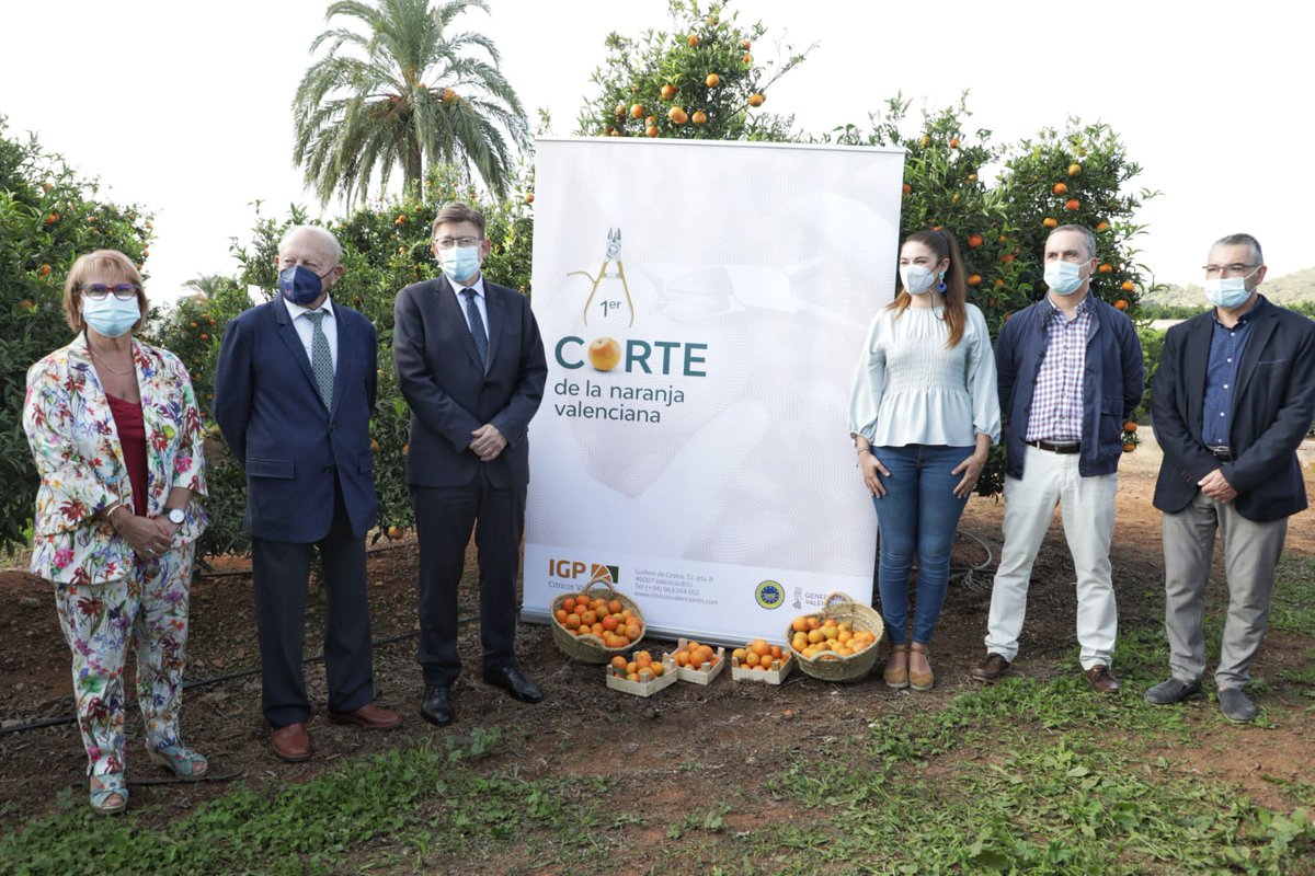 generalitat's tweet photo. 🍊 @ximopuig assisteix a Picassent, juntament amb la consellera de @GVAagroambient, @MireiaMolla, al primer tall de la taronja valenciana https://t.co/9QV5HpeNZ6