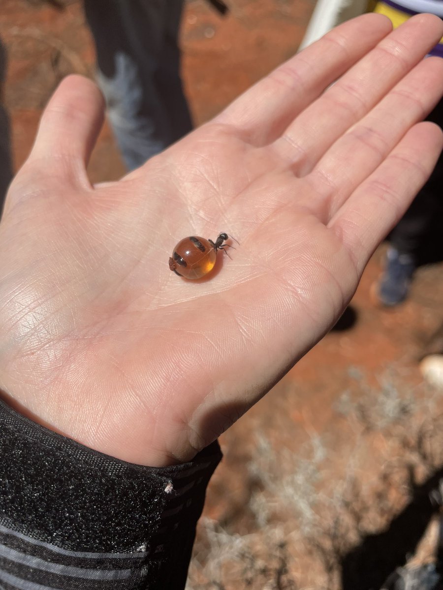 The most incredible two days of PD. Learnt about Aboriginal history, culture and language followed by a bush walk and digging for honey ants. What a great way to start Term 4!