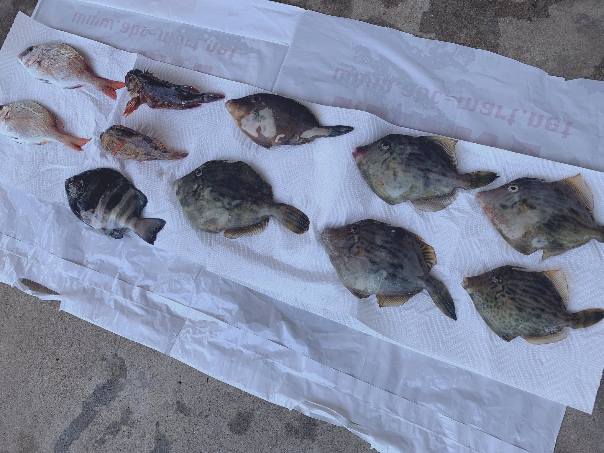 Yukoの娘 初めてこんなにカワハギ釣れた 肝醤油でお刺身食べて 美味しすぎました ボウルに入れてたらアラカブがこっち見てるみたいで可愛かった 笑 釣り 北九州 カワハギ アラカブ T Co Hq9hguewhb Twitter