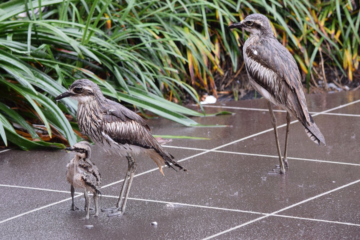 CalebGittins's tweet photo. Had a surprise visit from the whole Bush-stone Curlew family today #WildOz #BrisbaneBirds #Curlew https://t.co/bxRkZRoNln