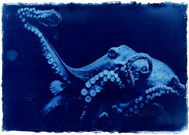 photoswindon's tweet photo. Calamaties-Plastic &amp; Fauna by #Jess #ONeill  
Talking about a conceptual narrative surrounding microplastics found in the ocean.

Showing now!  The Town Gardens, Swindon 5-20 OCT

#Photoswindon #Viewfinder #Graduate #Photography #Exhibition #Swindon #Cyanotype https://t.co/KTeOePbPiI