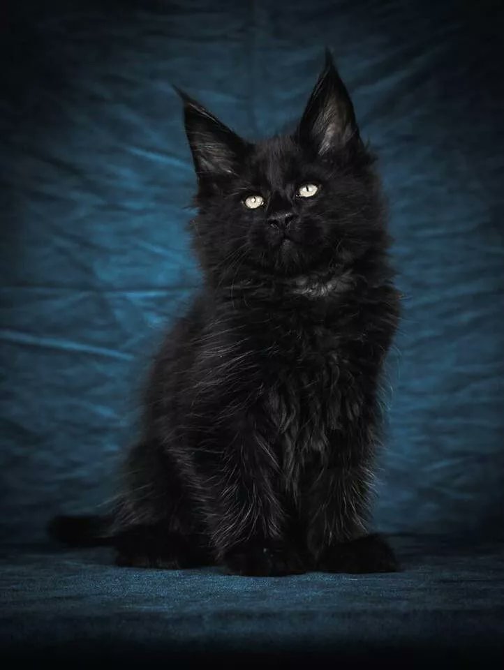 мейн кун черный солид. мейн кун черный солид кошка. мейн кун черный солид котенок. черный кун. черные мейн куны котята.