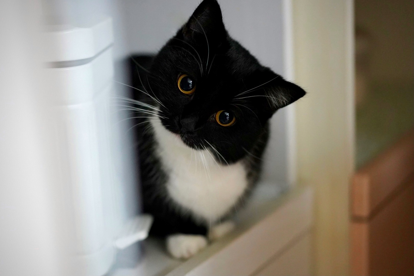 うに ねこ休み展 あざと可愛い猫 3 T Co Neufvcednq Twitter