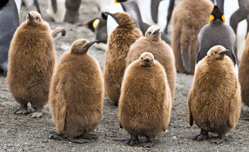 penguins365's tweet photo. See, if we stand like this we can pretend to be garden gnomes! 🐧 

#PenguinOfTheDay 
#PleasePlayWithMe #PenguinsPlay 
#GardenGnomes #Gnomes 
#penguins https://t.co/lzEGQBiilA