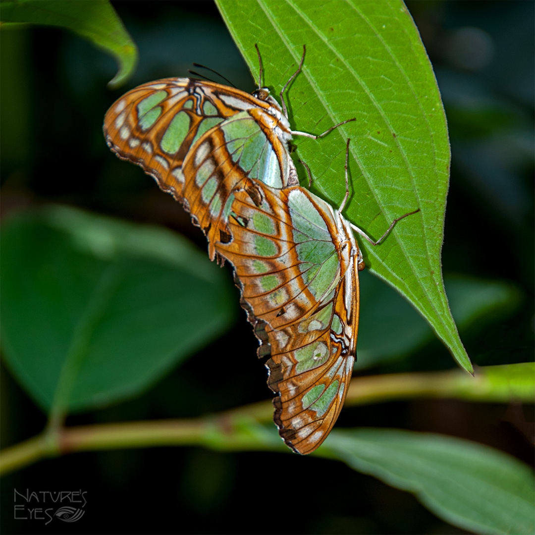 NateyesPhoto's tweet photo. Malachite butterflies!!
#nature #malacite #malacitebutterflies #butterflies #butterfly #costarica #photography #wanderlust #macrophotography #naturephotographer #traveltheworld #costarica @travelpics https://t.co/JXXhq6AQcl