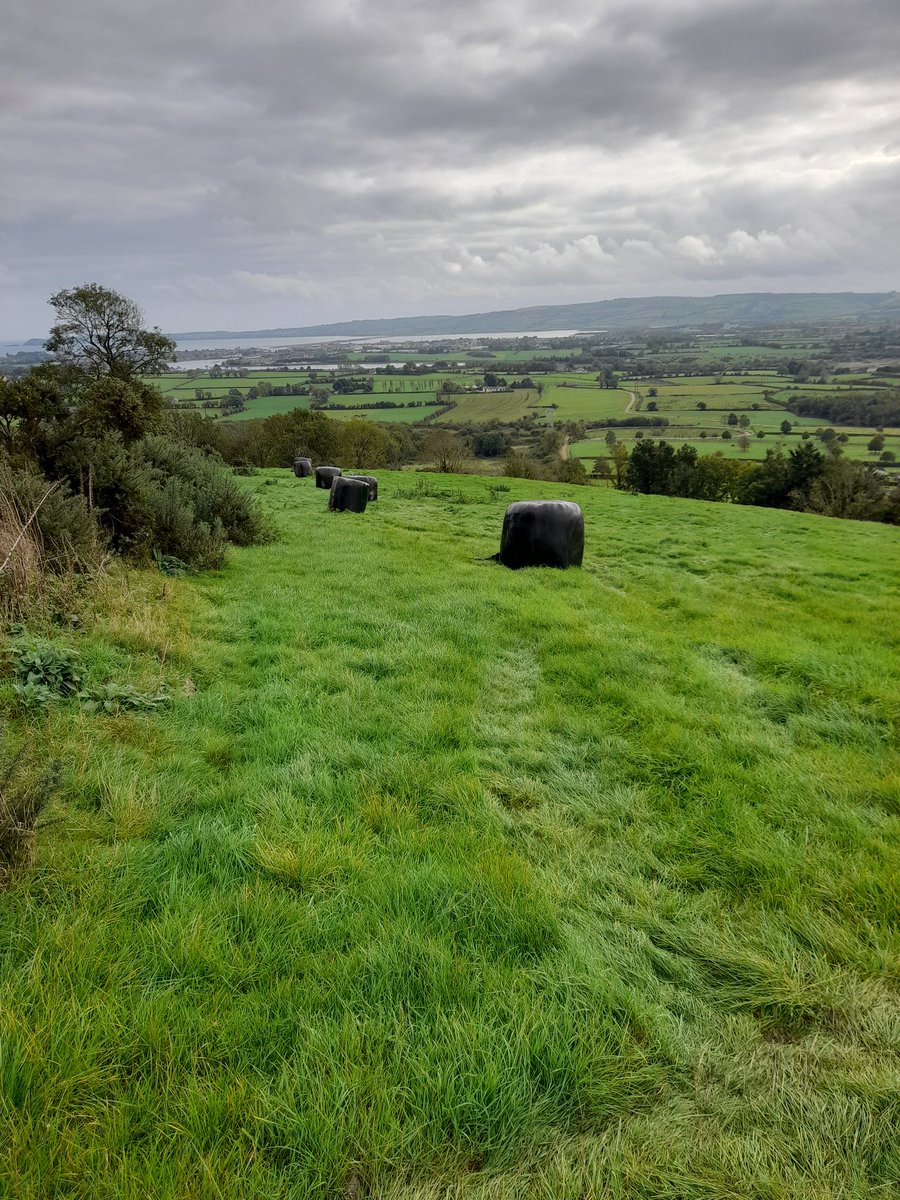 Took advantage of dry ground conditions to get some bales out on hill for some #balegrazing 
We're planning to set more multi-species here next spring.