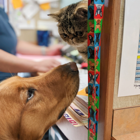 MSAH101's tweet photo. You've heard of When Harry Met Sally? Well, this is When Ruby Met Uni! #msah101 #employeepets #catsanddogs https://t.co/rTuvMgvDkG