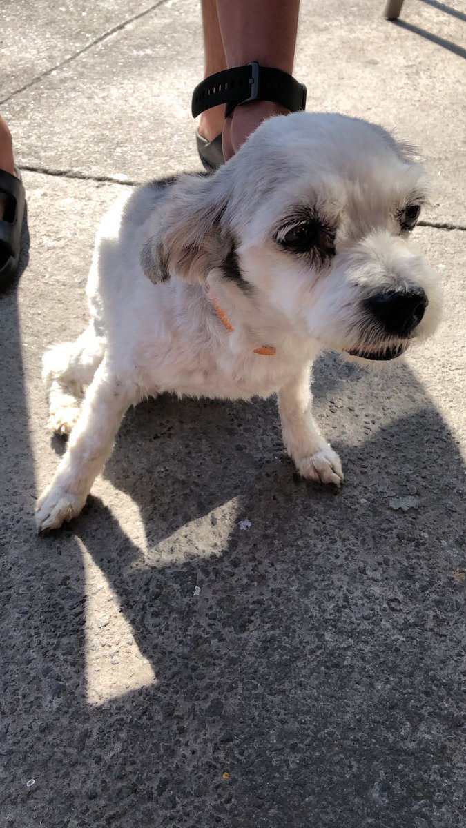 ElsaCM2020's tweet image. Perrita perdida @En_laDelValle  andaba por Pilares y Gabriel Mancera, trae collar naranja sin placa, ayudémosla a encontrar a su familia. Si alguien la reconoce  por avise para darle el contacto de la persona que la tiene resguardada