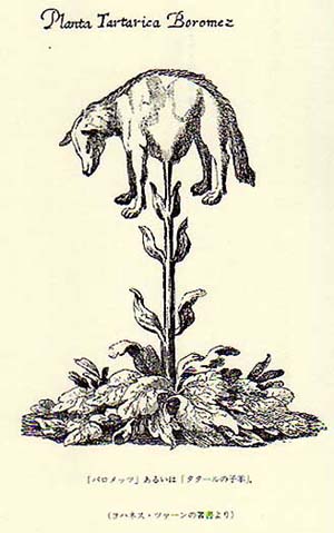 第3章の作中でミライさんがヒツジを前に熱弁を奮っていた中で
木に成るヒツジのことを言ってましたが
これは14世紀の書物「東方旅行記」に「スキタイの羊」として登場する架空の植物のことで
東方旅行記は他にも巨大な一本足を持つ種族や無頭人などが登場します
見たことがある人も多いかもですね 