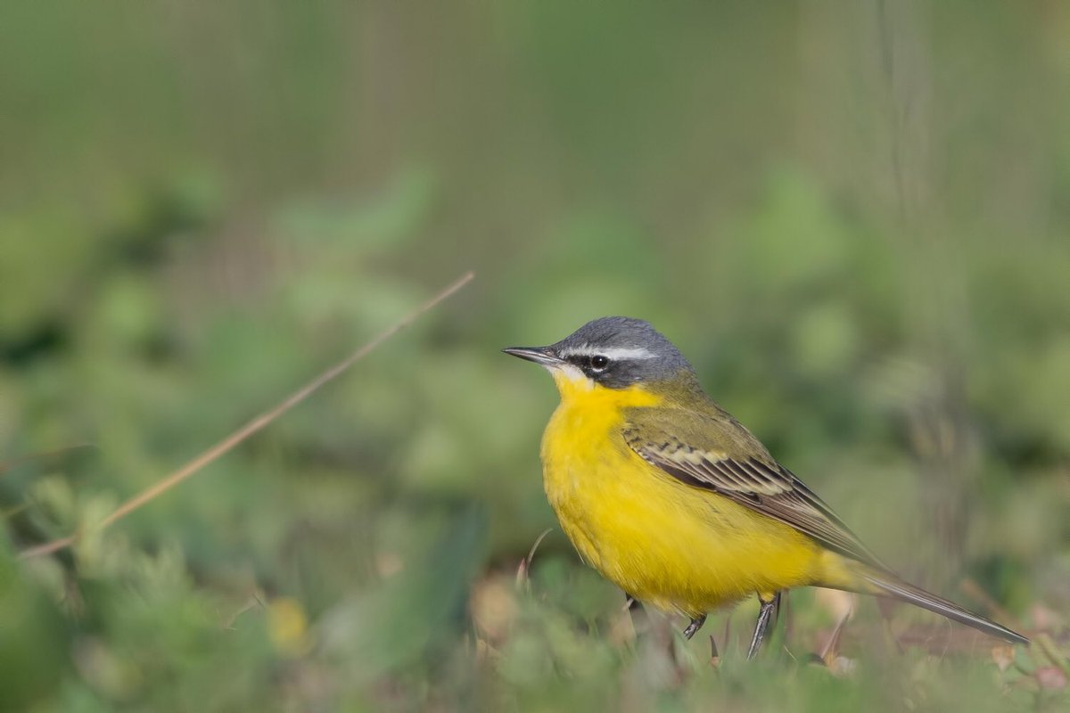 Sarıkuyruksallayan / Western Yelllow Wagtail

#HangiTür #birdwatching #birdphotography #TwitterNatureCommunity #nikonphotography