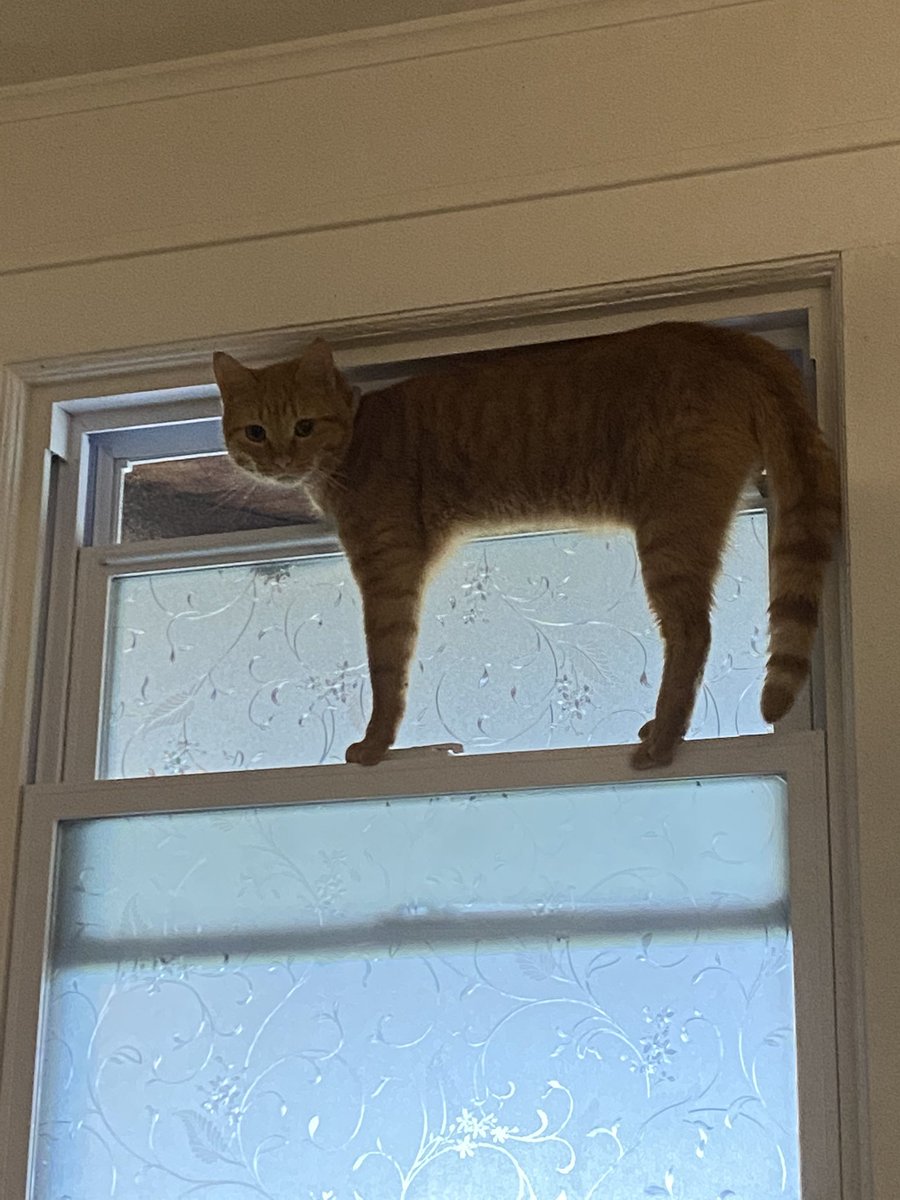 elton the cat tweet media