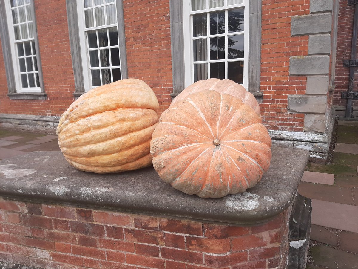 ENORMOUS pumpkins! #HanburyHall #NationalTrust